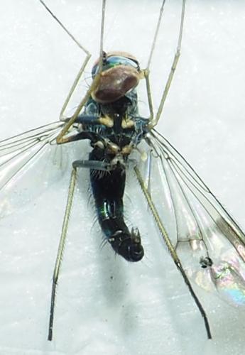 Condylostylus sp.
